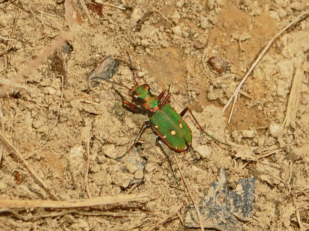 Cicindela campestris ai Piani di Praglia